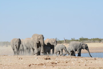 Obraz premium Elephants in Etosha
