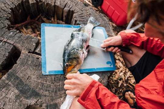Over shoulder view of young man filleting fresh fish on tree stump, Santa Cruz Island, California, USA