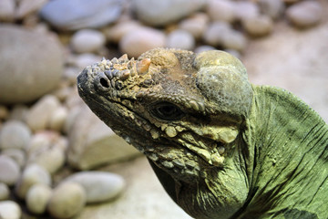 Rhinoceros iguana