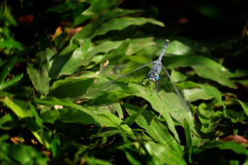 Closeup of beautiful dragonfly holding on green grass in forest