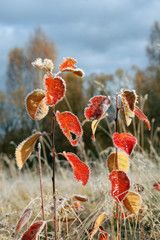Little plants with red leaves covered with hoarfrost in autumn morning