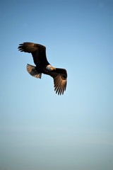 Bald Eagel In flight