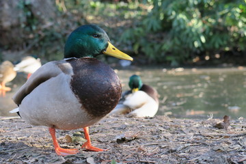 wet duck