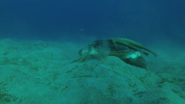 Melanism - Big male Black Sea Turtle with Remora fish and Golden Trevally eats the sea grass on a sandy bottom, Red sea, Marsa Alam, Abu Dabab, Egypt
