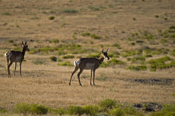 Pronghorn Antelope on the Utah dessert