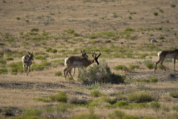 Naklejka na ściany i meble Pronghorn Antelope on the Utah dessert
