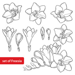 Vector set with outline Freesia flower bunch and ornate bud in black isolated on white background. Perennial fragrant plant Freesia in contour style for summer design and coloring book. - obrazy, fototapety, plakaty