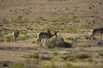 Fototapeta premium Pronghorn Antelope on the Utah dessert