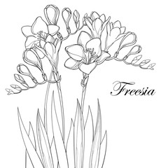 Vector composition with outline Freesia flower, bud and ornate leaves in black isolated on white background. Perennial fragrant plant Freesia in contour style for summer design and coloring book.