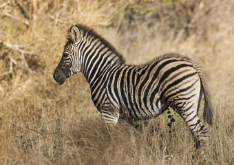 Obraz na płótnie Canvas Common Zebra, South, Africa