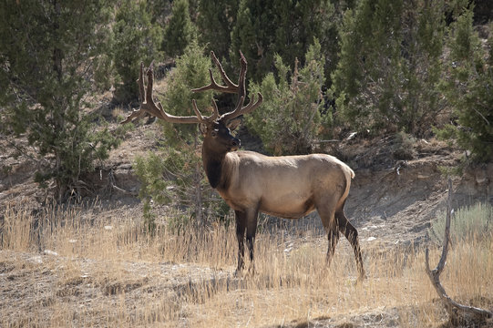 Bukk Elk