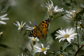 Painted Lady Butterfly