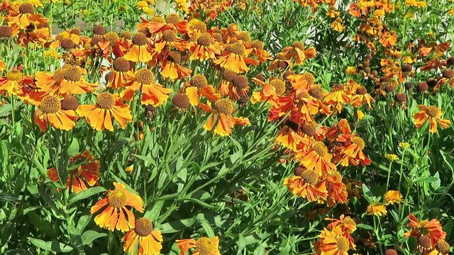 flowerbed of orange yellow  sneezeweed (Helenium)