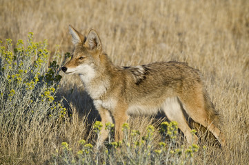 Coyote