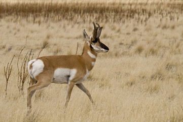 Antelope Pronghorn