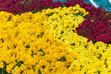 Autumn compositions are made of chrysanthemum, Autumn Chrysanthemum Exhibition in Kiev