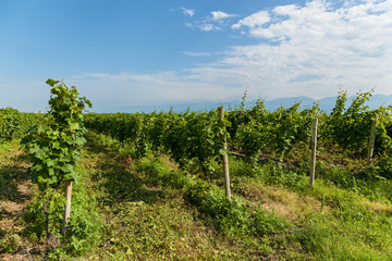 Fototapeta na wymiar Vineyards of wine area of Georgia Kakheti, Kvareli wineyards close to Caucasus mountain range. Vineyards in the Kakheti region, Georgia, Caucasus