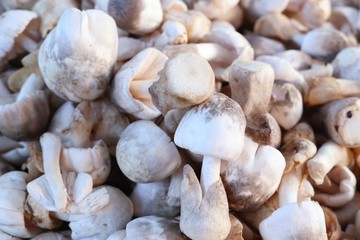 Fresh mushrooms at street food