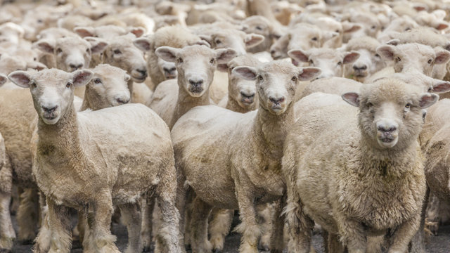Merinoschafzucht in Neuseeland