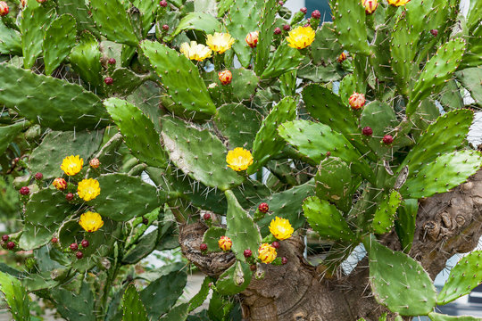 cactus in yellow flowers, a large bush of cactus bloomed with yellow flowers