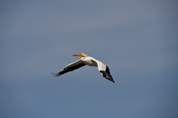 Fototapeta na wymiar Pelican's on the water
