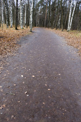 foot road in autumn in park