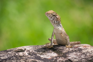 Small chameleon on the rock