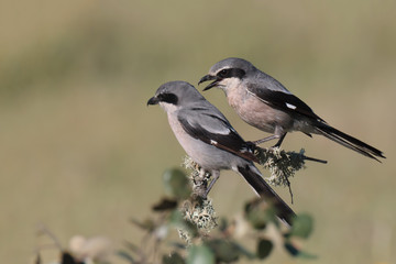 Obraz premium Butcher bird 001