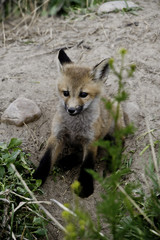 Red Fox