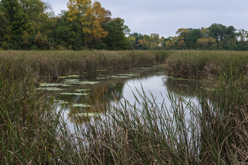 Swamp leading to Minnetonka lake 