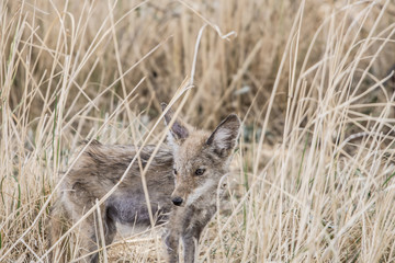 Coyote hidding in thge brush