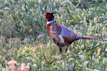 Ring-necked Pheasant