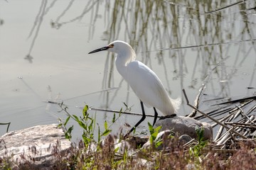 Snowy Egret