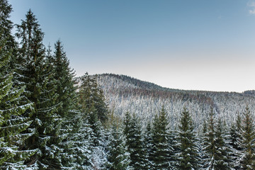 Waldlandschaft im Winter mit Schnee