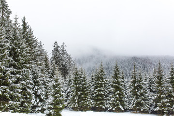 Waldlandschaft im Winter mit Schnee