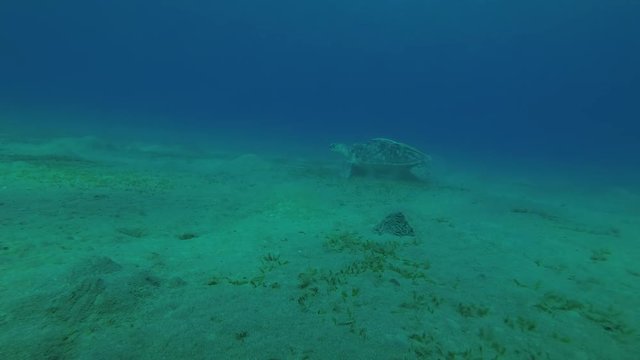 Green Sea Turtle (Chelonia mydas) eats the sea grass on a sandy bottom, Red sea, Marsa Alam, Abu Dabab, Egypt
