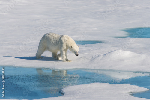 Polar Bear With Reflection Stock Photo And Royalty Free