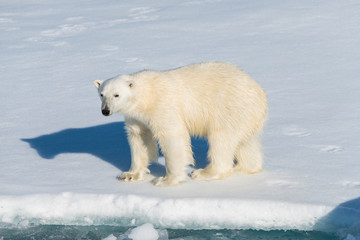 Fototapeta na wymiar Polar bear on the pack ice