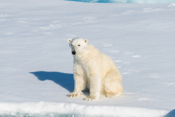 Obraz na płótnie Canvas Polar bear sitting