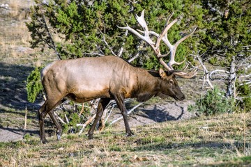 BULL ELK IN VELVET