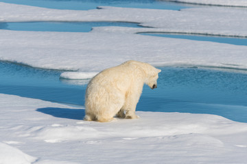 Polar bear on the pack ice