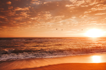birds in the sky at sunrise at the beach