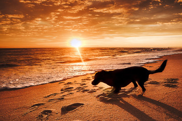 dog walk on beach at sunrise