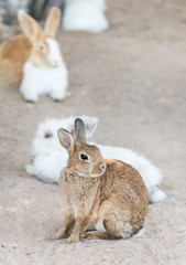   Close up brown little rabbit sitting in outdoor nature habitat Easter day idea concept.