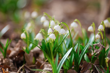 Spring snowdrop flowers blooming