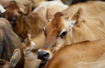 Milchkühe einer Rinderherde in Neuseeland