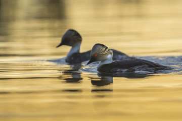 Silvery Grebe, Patagonia, Argentina