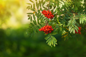 Bunch of ashberry summer day