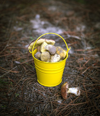 Obraz premium edible wild mushrooms in a yellow bucket