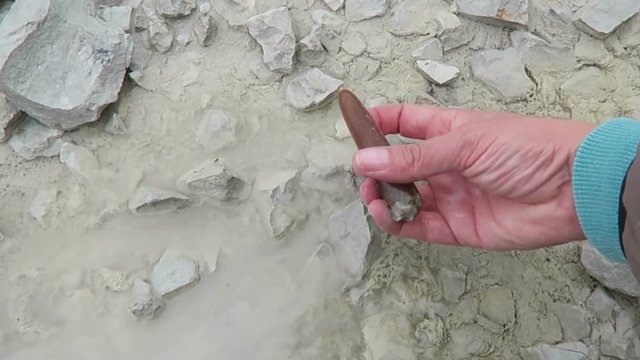 cleaning fossilized belemnite in water. chalk quarry